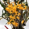 Дендробиум монилиформе Dendrobium moniliforme Kougetsu